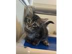 Madison, Domestic Shorthair For Adoption In Fort Myers, Florida