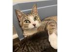 Tia (le), Domestic Shorthair For Adoption In Little Falls, New Jersey