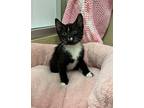 Cupcake, Domestic Shorthair For Adoption In Parlier, California