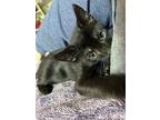 Shogetsu, Domestic Shorthair For Adoption In Corona, California