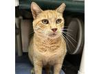 Hercules - Maui Cat, Domestic Shorthair For Adoption In Milpitas, California
