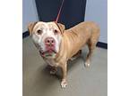 Willie, American Staffordshire Terrier For Adoption In Tulare, California