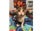 Vinny, Domestic Shorthair For Adoption In Chicago, Illinois