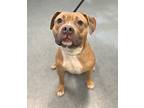 Sub Central, American Pit Bull Terrier For Adoption In Richmond, Virginia