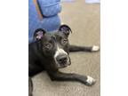 Limerick, American Pit Bull Terrier For Adoption In Twinsburg, Ohio
