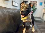 Bentley Boozle, Staffordshire Bull Terrier For Adoption In Provo, Utah