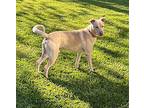 Symba The Dog Friendly Cuddle Boy, Labrador Retriever For Adoption In Provo