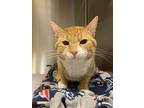 Collin, Domestic Shorthair For Adoption In Duluth, Minnesota