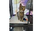 Remy, Domestic Shorthair For Adoption In Stratford, Ontario