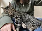 Sargeant, Domestic Shorthair For Adoption In Stratford, Ontario