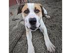 Galileo (mcas), Terrier (unknown Type, Medium) For Adoption In Troutdale, Oregon