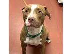 Mullins, American Pit Bull Terrier For Adoption In Salisbury, Maryland