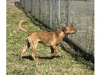 Nacho, American Pit Bull Terrier For Adoption In Hornbrook, California