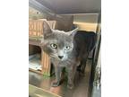 Candy, Domestic Shorthair For Adoption In Pembroke, Ontario