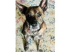 Frankie, Terrier (unknown Type, Small) For Adoption In Boerne, Texas