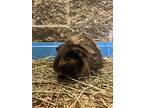 Bowser, Guinea Pig For Adoption In Comox, British Columbia