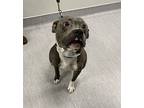 Sandwich, American Pit Bull Terrier For Adoption In San Diego, California