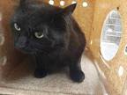 Dazzle, Domestic Shorthair For Adoption In Fruit Heights, Utah