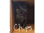 Chips, Domestic Shorthair For Adoption In Fruit Heights, Utah
