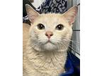 Queso, Domestic Shorthair For Adoption In Oak Ridge, Tennessee
