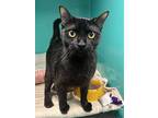 Clawdia, Domestic Shorthair For Adoption In Oak Ridge, Tennessee