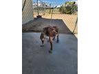 Tequila, American Pit Bull Terrier For Adoption In California City, California