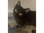 Clyde, Domestic Shorthair For Adoption In Henderson, Nevada