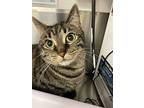Willie (bonded To Nillie), Domestic Shorthair For Adoption In Burnaby