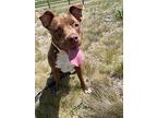 Orchard, American Pit Bull Terrier For Adoption In Gillette, Wyoming