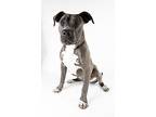 Gretel, American Pit Bull Terrier For Adoption In Oakland, California