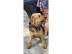 Dodger, Airedale Terrier For Adoption In Brunswick, Maine