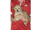 Oscar, Wheaten Terrier For Adoption In New Philadelphia, Ohio
