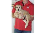 Nutmeg, Wheaten Terrier For Adoption In New Philadelphia, Ohio