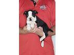 Junior, Boston Terrier For Adoption In New Philadelphia, Ohio