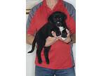 Midnight, Labrador Retriever For Adoption In New Philadelphia, Ohio