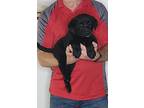 Max, Labrador Retriever For Adoption In New Philadelphia, Ohio