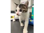 Periwinkle, Domestic Shorthair For Adoption In Sheboygan, Wisconsin