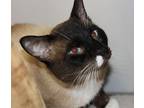 Adonis, Snowshoe For Adoption In Rockford, Illinois