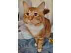 Arlo, Domestic Shorthair For Adoption In Prince George, British Columbia