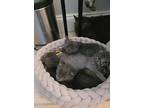 Goose, Russian Blue For Adoption In Tampa, Florida