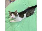 Willy, Domestic Shorthair For Adoption In Beacon, New York