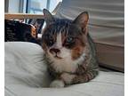 Weebles, Domestic Shorthair For Adoption In Toronto, Ontario