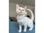 Claire, Domestic Shorthair For Adoption In Toronto, Ontario