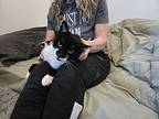Stash, Domestic Shorthair For Adoption In Brantford, Ontario