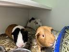 Popcorn, Guinea Pig For Adoption In Brooklyn, New York