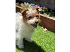 Pumpkin, Jack Russell Terrier For Adoption In San Francisco, California
