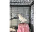 Paul Iv, Pigeon For Adoption In Richmond, British Columbia