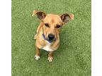 Tyler (mall Of Nh), Jack Russell Terrier For Adoption In West Palm Beach
