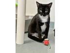 Mittens, Domestic Shorthair For Adoption In Cumberland, Maine