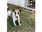 Busby In Granbury, Jack Russell Terrier For Adoption In Seguin, Texas